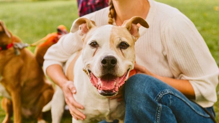 11 Sweet Reasons the All-American Bulldog Is Easy to Love 5 11 Sweet Reasons the All-American Bulldog Is Easy to Love - american bulldog ss2377747451