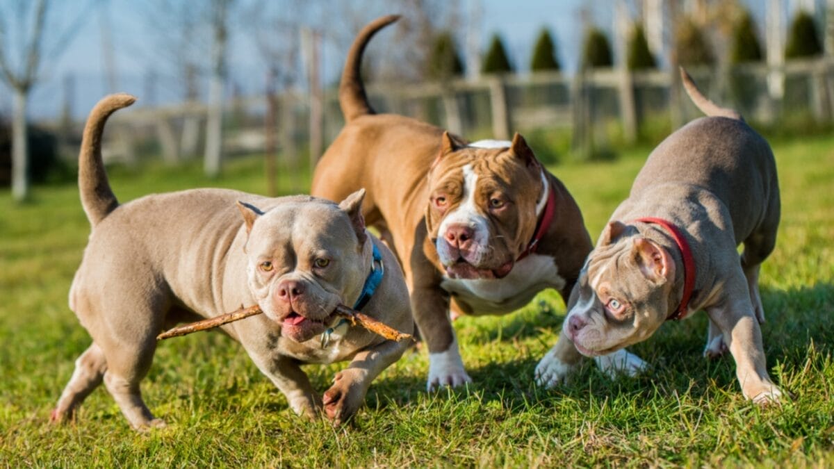 9 Pit Bull Myths: Separating Fact from Fiction About This Misunderstood Breed - american bully dp593126450