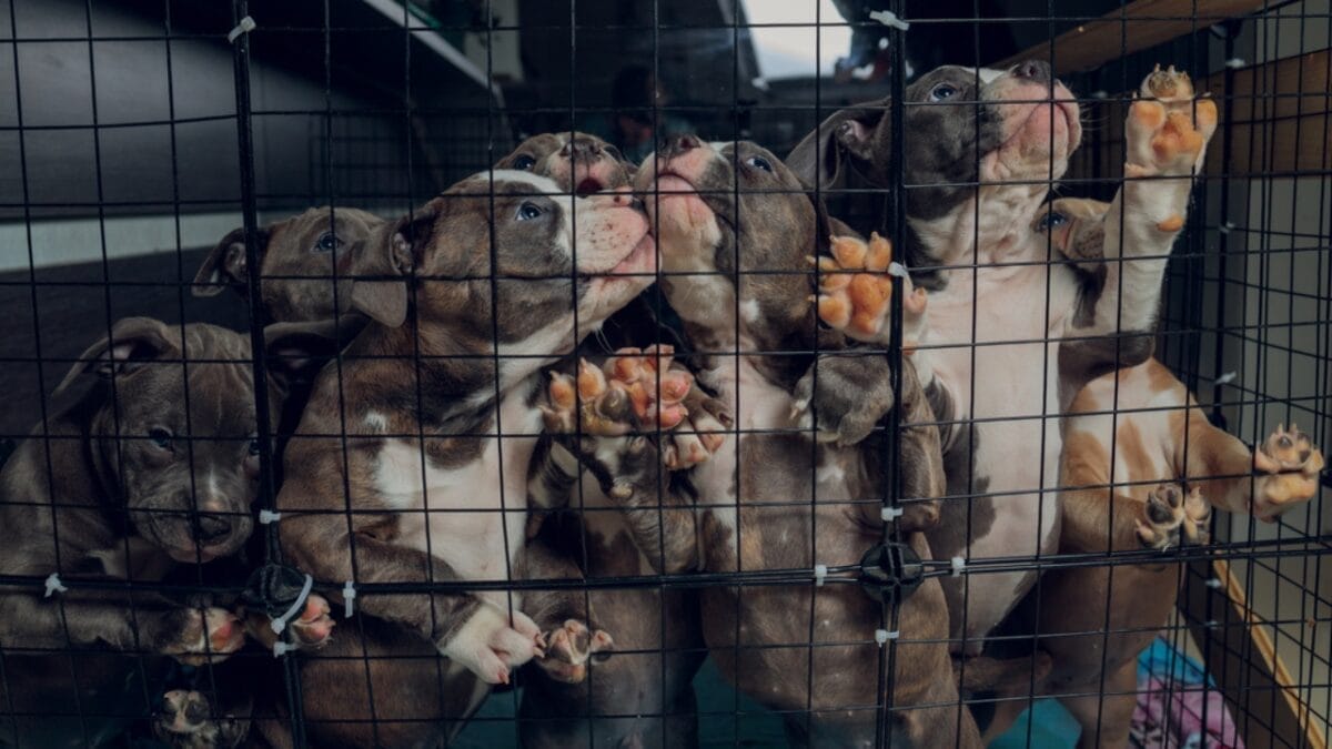 Why ‘Adopt, Don’t Shop’ Matters: 18 Reasons to Skip the Breeder 2 Why ‘Adopt, Don’t Shop’ Matters: 18 Reasons to Skip the Breeder - american bully in shelter dp454365220