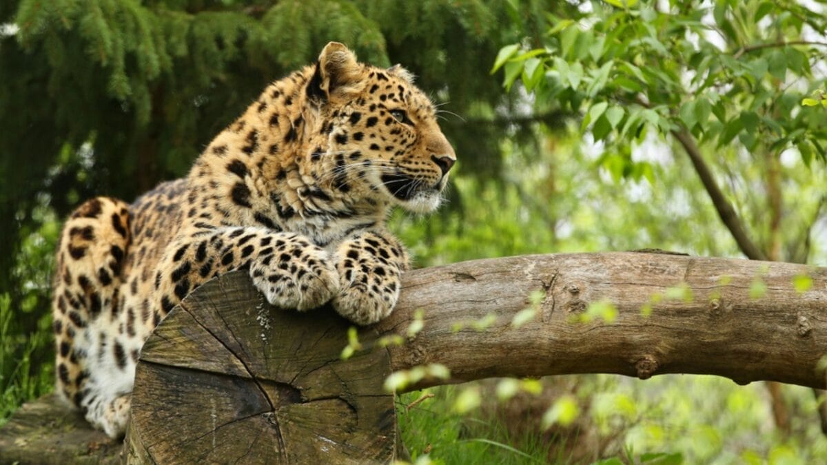 World’s Rarest Big Cat Fights for Survival With Less Than 80 Remaining 3 World’s Rarest Big Cat Fights for Survival With Less Than 80 Remaining - amur leopard habitat ss1064594189