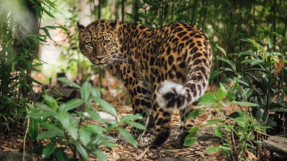 15 Rare Animal Species You’ll Rarely See as They Face Extinction in the Wild - amur leopard in forest ss1134518096