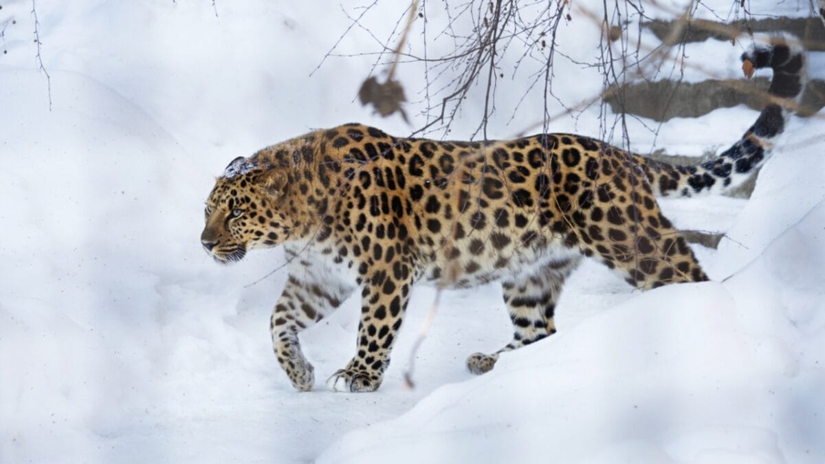 Life at -58°F: How 15 Arctic Species Thrive in the Cold 12 Life at -58°F: How 15 Arctic Species Thrive in the Cold - amur leopard in snow ss369804377