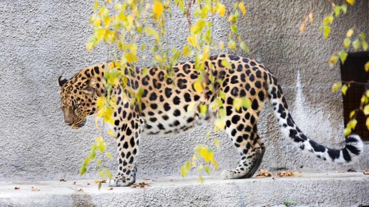 World’s Rarest Big Cat Fights for Survival With Less Than 80 Remaining 4 World’s Rarest Big Cat Fights for Survival With Less Than 80 Remaining - amur leopard poaching ss1201280029