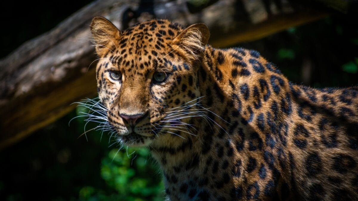 10 of the Rarest Animals on Earth 6 10 of the Rarest Animals on Earth - amur leopard ss2152622249