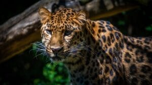 World’s Rarest Big Cat Fights for Survival With Less Than 80 Remaining 1 World’s Rarest Big Cat Fights for Survival With Less Than 80 Remaining - amur leopard ss2152622249