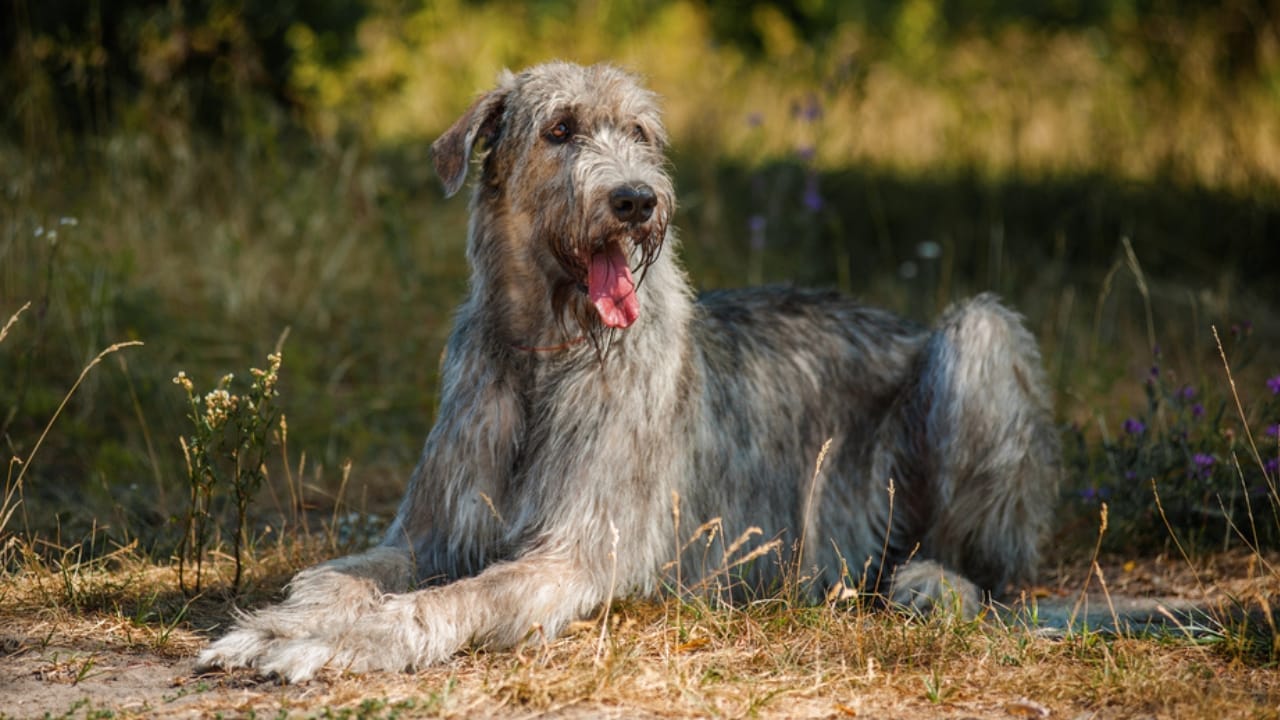 10 Dog Breeds That Look Like Creatures from Folklore 10 10 Dog Breeds That Look Like Creatures from Folklore - ancient irish wolfhound ss301957253