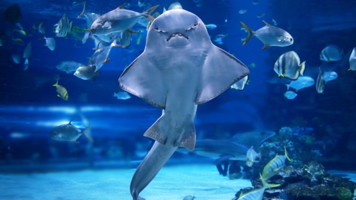 Releasing Captive Animals Sounds Noble but Here’s the Reality 15 Releasing Captive Animals Sounds Noble but Here’s the Reality - angel shark in aquarium ss420336745