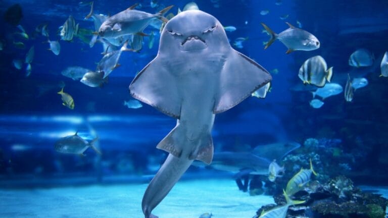 10 of the Rarest Animals on Earth 9 10 of the Rarest Animals on Earth - angel shark in aquarium ss420336745