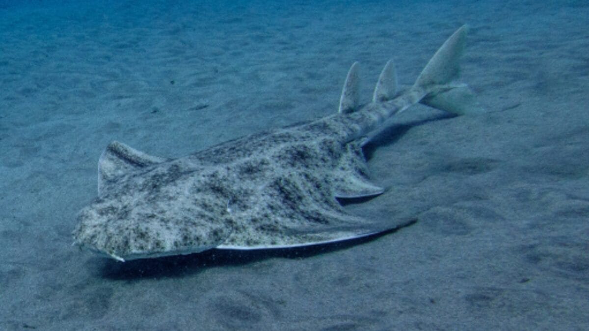 10 of the Rarest Animals on Earth 8 10 of the Rarest Animals on Earth - angelshark squatina ss1134019790