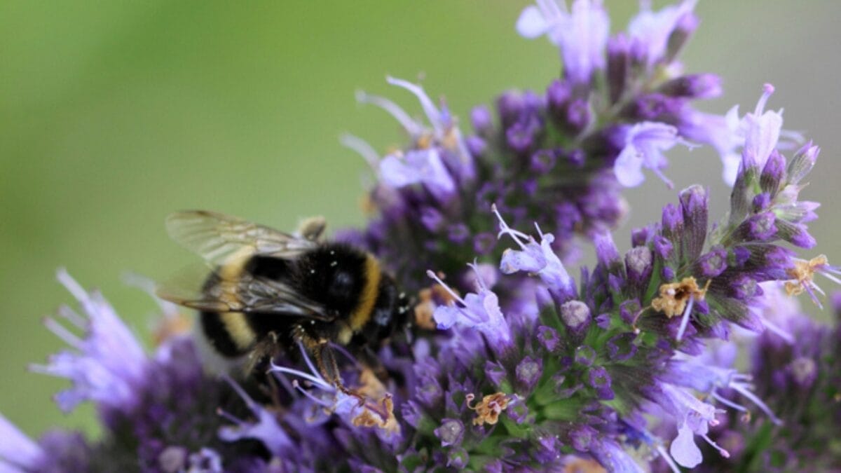 Bee-Friendly Blooms: 12 Flowers That Attract Bees All Season Long 12 Bee-Friendly Blooms: 12 Flowers That Attract Bees All Season Long - anise hyssop with bee dp80225784