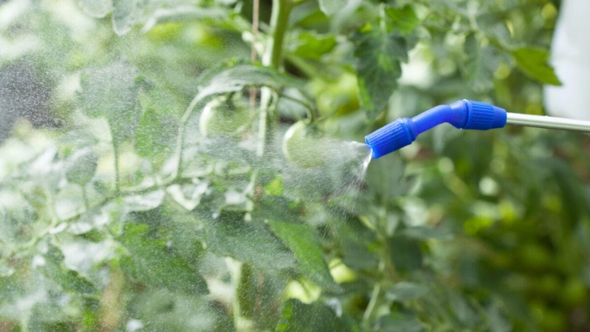 15 Effective Ways to Banish Poison Ivy for Good 14 15 Effective Ways to Banish Poison Ivy for Good - applying rubbing alcohol dp54192181