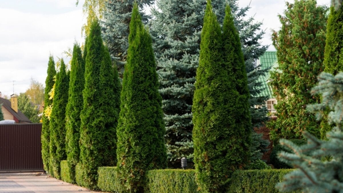 15 Plants That Transform Fence Lines Into Living Masterpieces - arborvitae trees ss2173376141