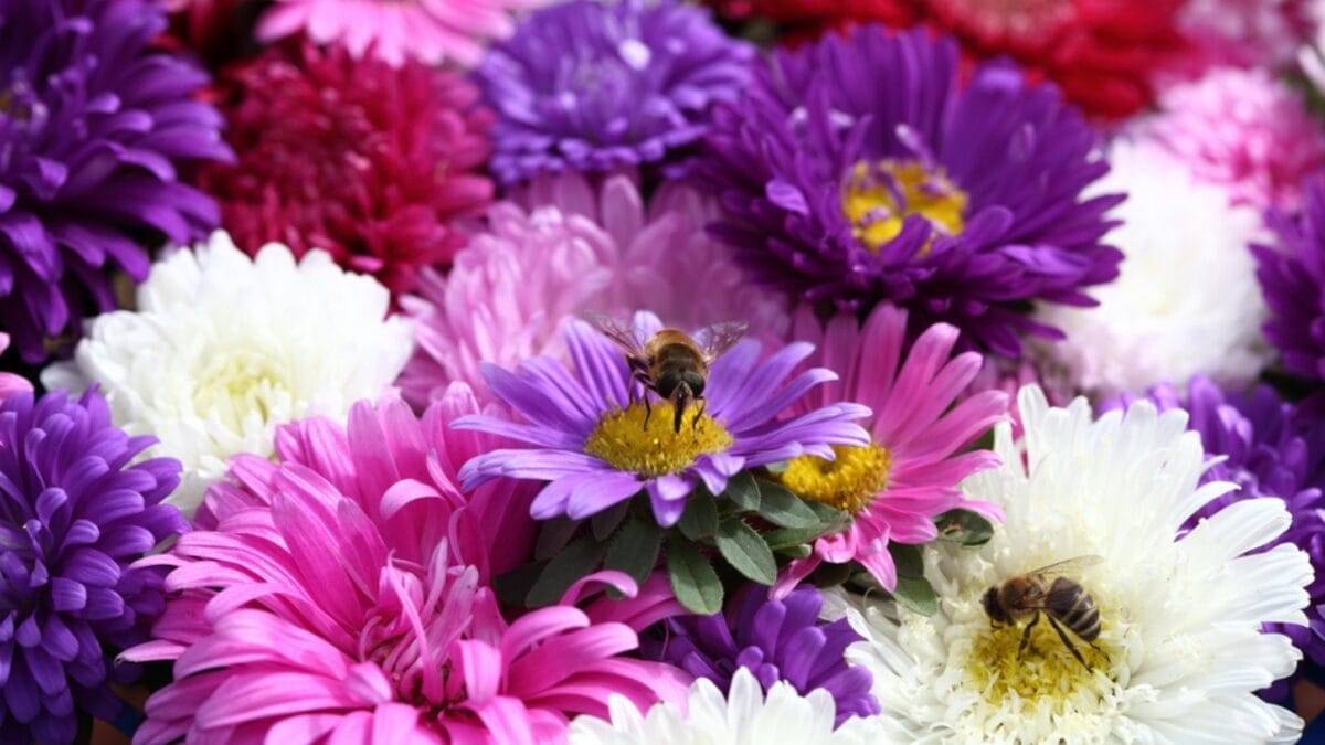 How to Divide Perennials & Double Your Garden Blooms—for Free - asters with bee dp64010367
