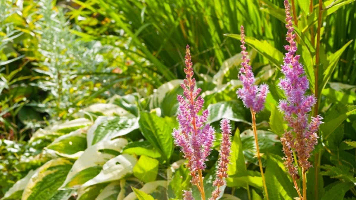 15 Shade-Loving Perennials That Naturally Eliminate Weeds 9 15 Shade-Loving Perennials That Naturally Eliminate Weeds - astilbe in sunlight ss2467227637