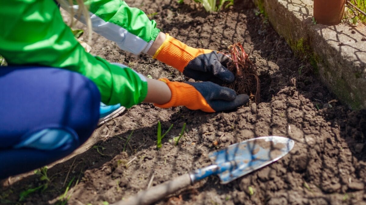 Homesteaders Don’t Hibernate: 20 Winter Activities That Matter Most 3 Homesteaders Don’t Hibernate: 20 Winter Activities That Matter Most - astilbe mulching ss1984243565