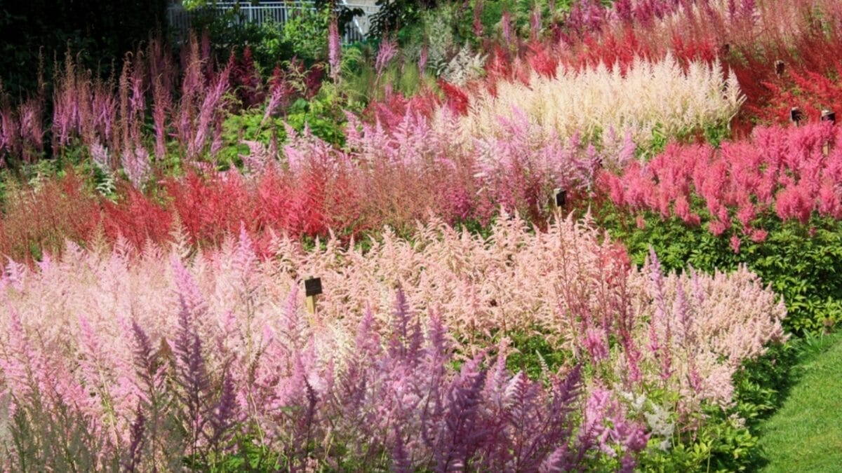 25 Hardy Outdoor Plants for Your Shady Garden Oasis 6 25 Hardy Outdoor Plants for Your Shady Garden Oasis - astilbe plant in garden ss2115955334