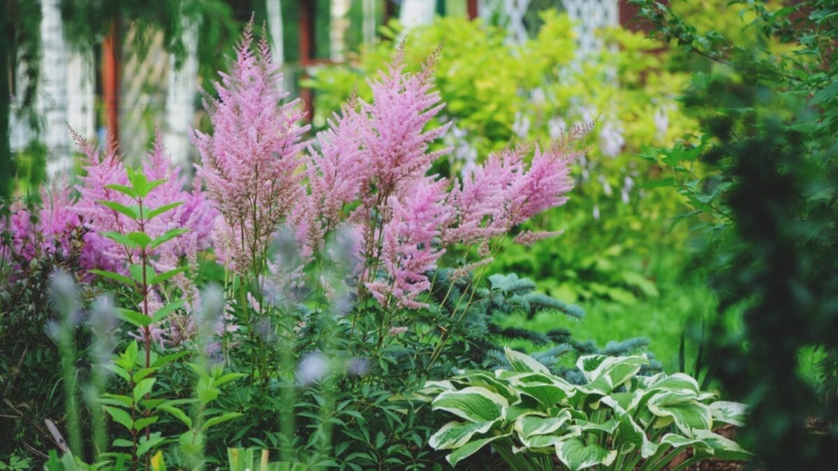 4 Tips to Transform Your Yard with This Cotton Candy-Like Flower 5 4 Tips to Transform Your Yard with This Cotton Candy-Like Flower - astilbe shaded areas ss1954958482