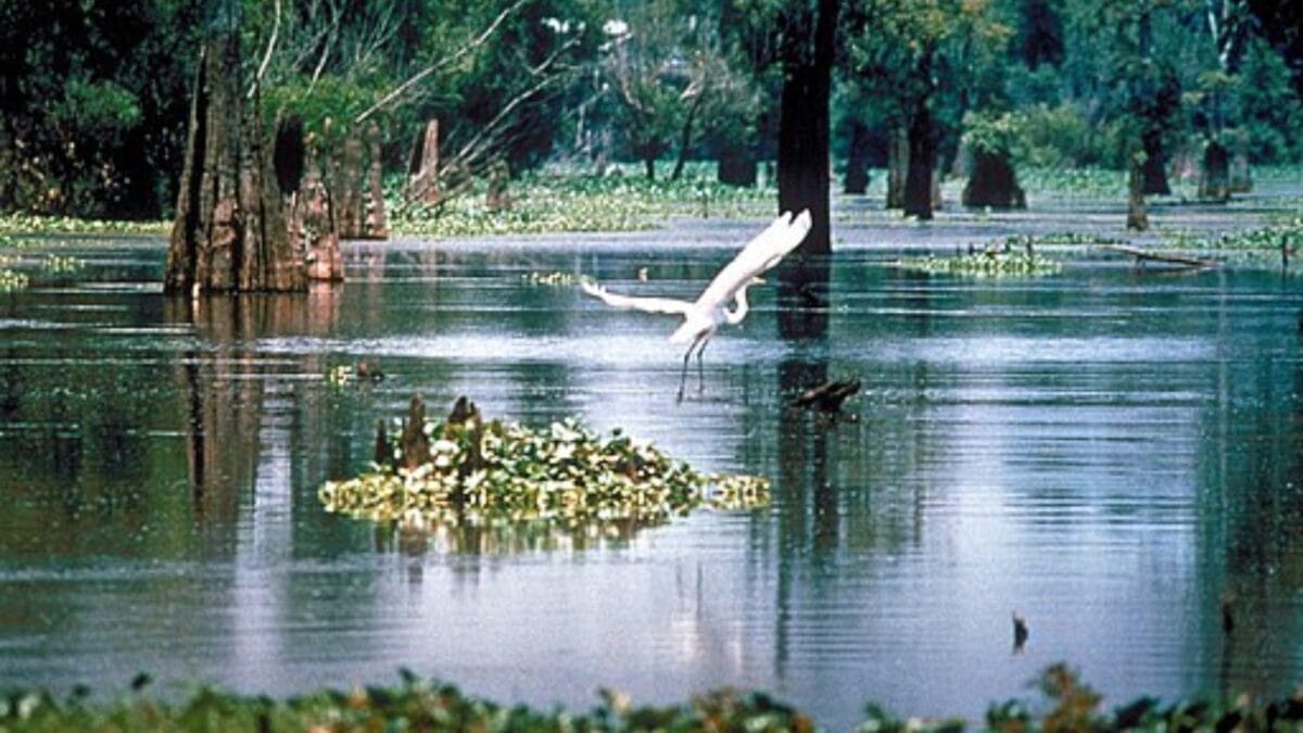 The Most Isolated, Off-the-Grid Spots in Each U.S. State You’ll Want to Visit 19 The Most Isolated, Off-the-Grid Spots in Each U.S. State You’ll Want to Visit - atchafalaya basin wc