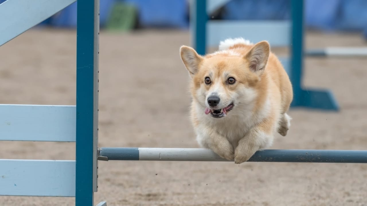 10 Reasons Pembroke Welsh Corgis Will Steal Your Heart 7 10 Reasons Pembroke Welsh Corgis Will Steal Your Heart - athlete pembroke welsh corgi ss2174047425