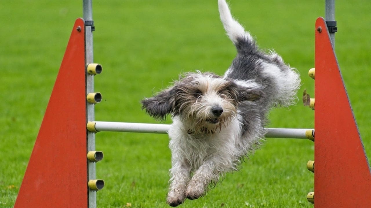Petit Basset Griffon Vendeen: 7 Reasons This Hound Stands Out - athlete petit basset griffon ss2384067397
