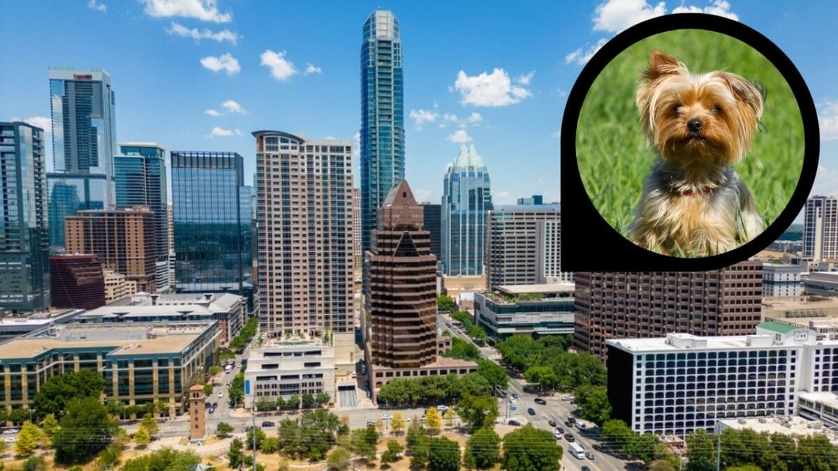 15 American Cities With the Cutest Dogs 14 15 American Cities With the Cutest Dogs - austin texas ss2349333615 dp29343425