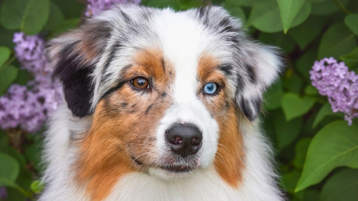 18 Loyal Dog Breeds That Will Never Leave Your Side 6 18 Loyal Dog Breeds That Will Never Leave Your Side - australian shepherd dog ss2296744285 1