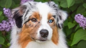 10 Dog Breeds with the Most Beautiful Eyes 1 10 Dog Breeds with the Most Beautiful Eyes - australian shepherd dog ss2296744285 1