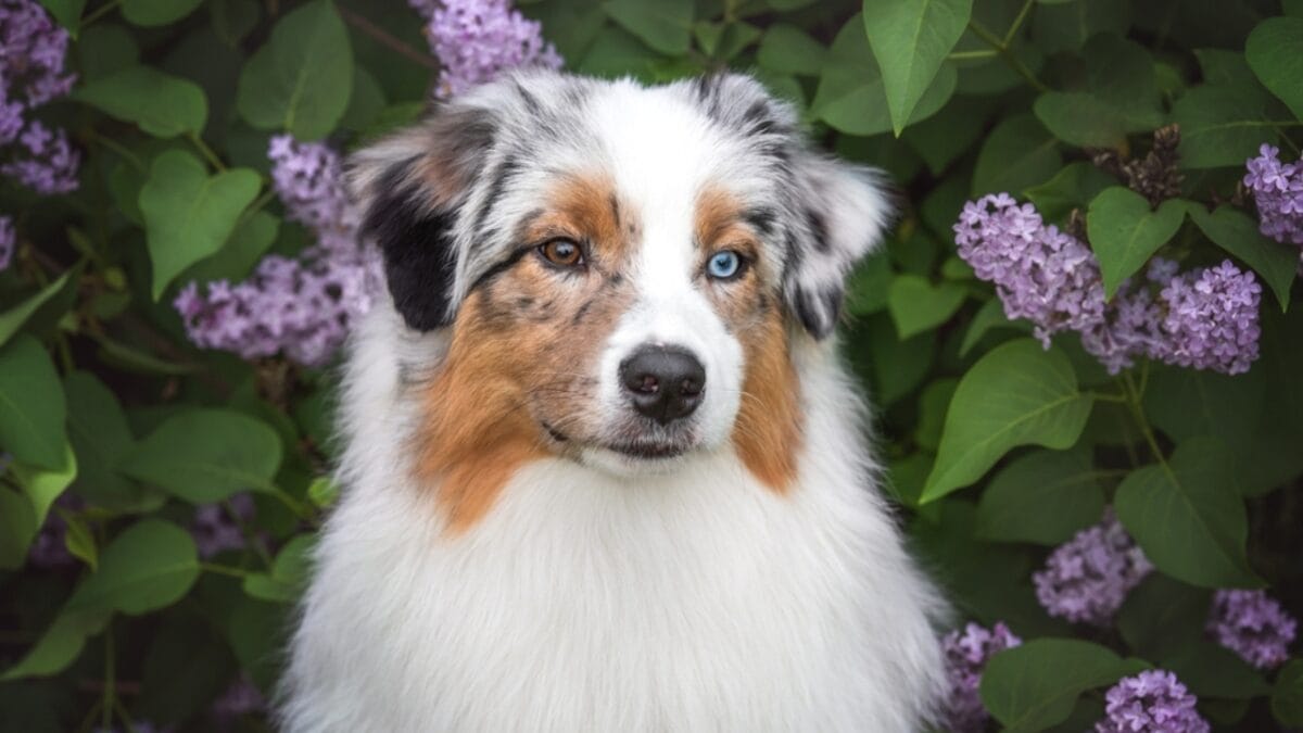 23 Dogs That Thrive on Love and Attention 8 23 Dogs That Thrive on Love and Attention - australian shepherd dog ss2296744285