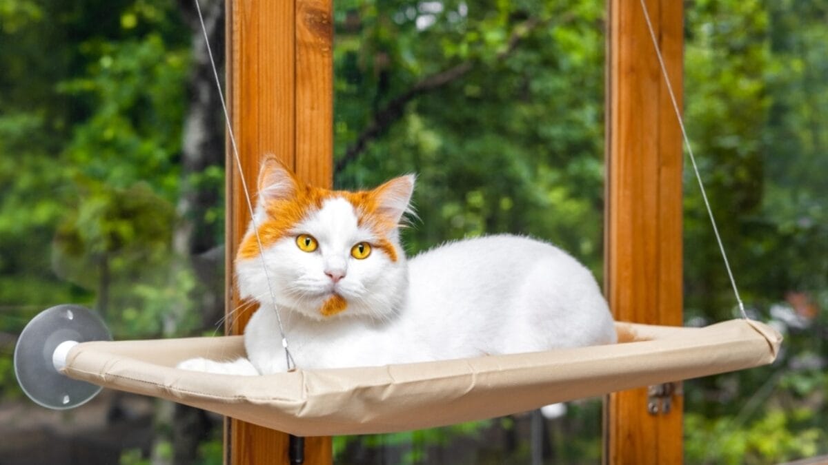 30 Ways to Become Your Cat's Best Friend - balcony cat ss2479482203