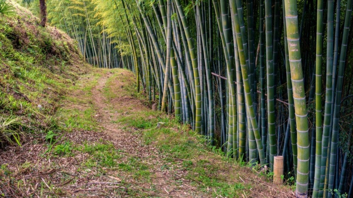 35 Dog Walking Trails That Prove USA Is a Dog's Paradise 17 35 Dog Walking Trails That Prove USA Is a Dog's Paradise - bamboo forest georgia ss1773971189