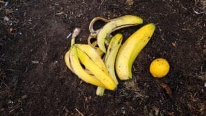 10 Ways to Use Banana Peels in Your Garden 1 10 Ways to Use Banana Peels in Your Garden - banana peel ss1578024772