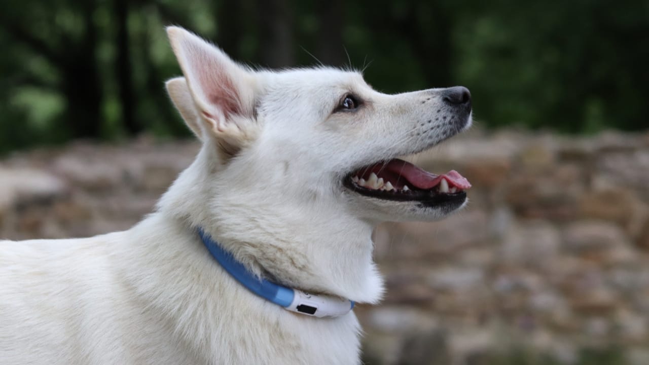 Norwegian Buhund: Why This Viking Dog Could Be Your Best Friend - bark norweigan buhund ss1122888248