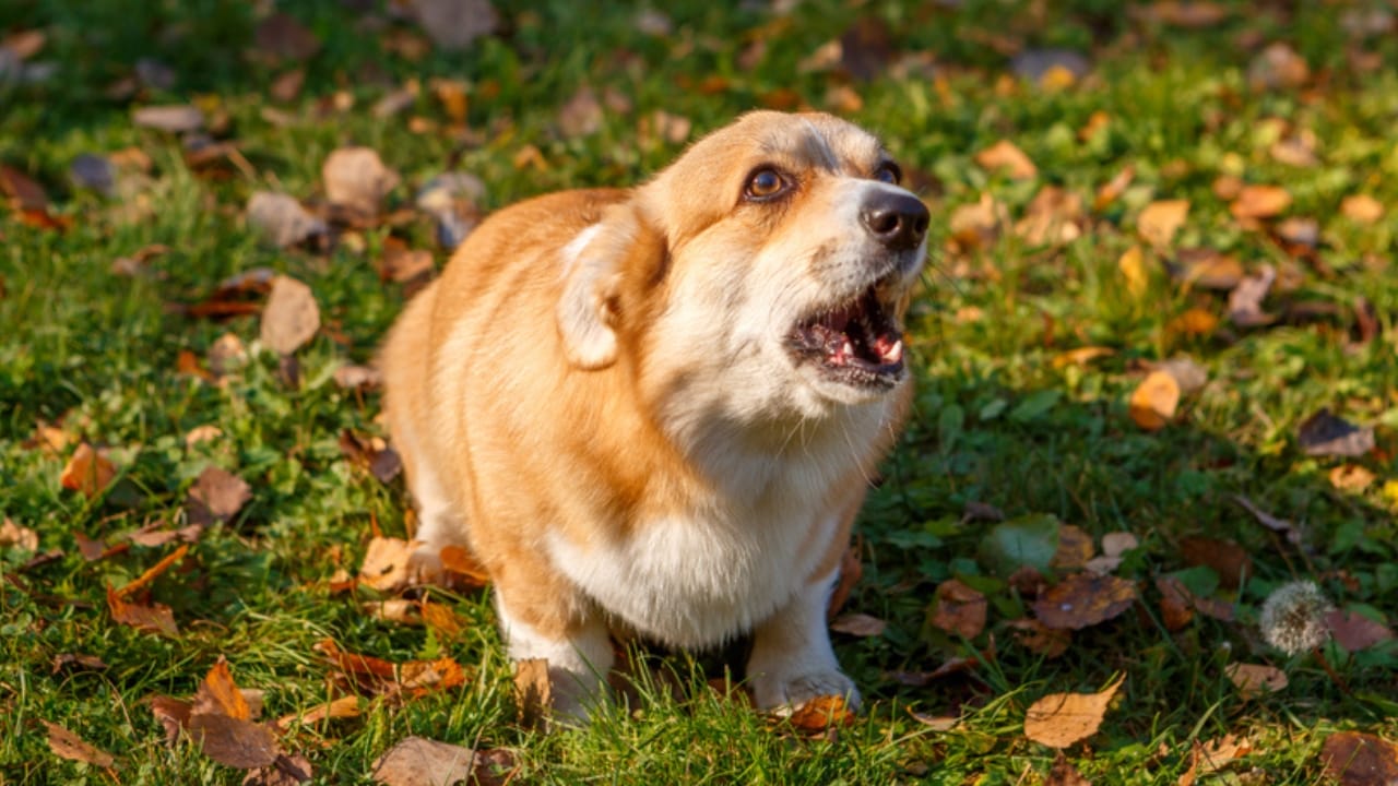 10 Reasons Pembroke Welsh Corgis Will Steal Your Heart - bark pembroke welsh corgi ss1556840045