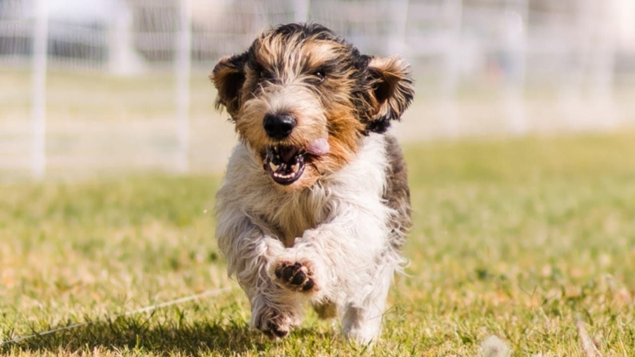 Petit Basset Griffon Vendeen: 7 Reasons This Hound Stands Out - bark petit basset griffon ss2414077631