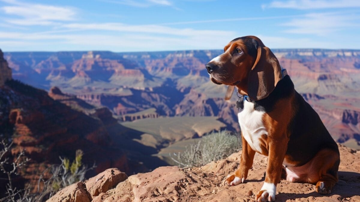 These Dog Breeds Have the Shortest Lifespans—One Breed Lives Just 5 Years - basset hound dog breed