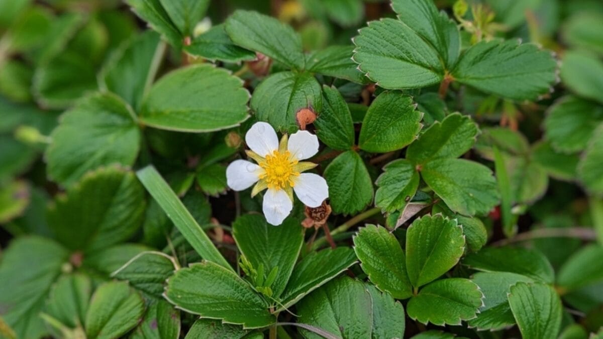 10 Grass Alternatives for a Greener Yard 11 10 Grass Alternatives for a Greener Yard - beach strawberry ss2388508587