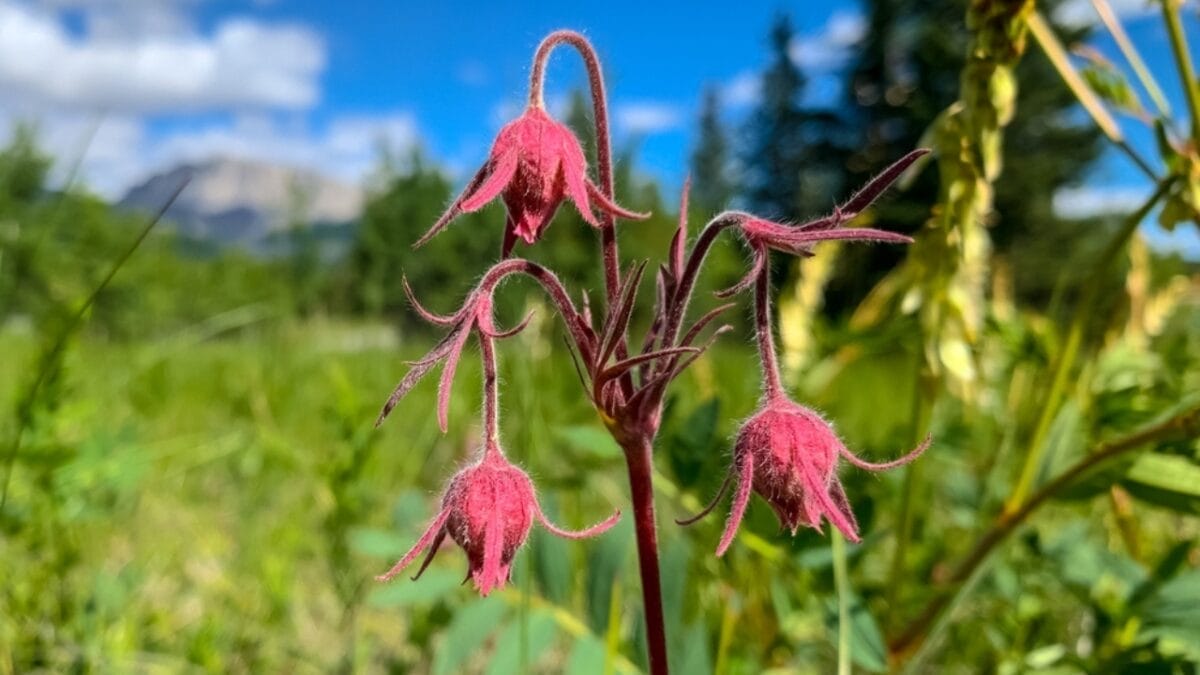 Growing Prairie Smoke: Tips for a Low-Maintenance & Beautiful Garden Addition 4 Growing Prairie Smoke: Tips for a Low-Maintenance & Beautiful Garden Addition - beautiful prairie smoke ss2285186153