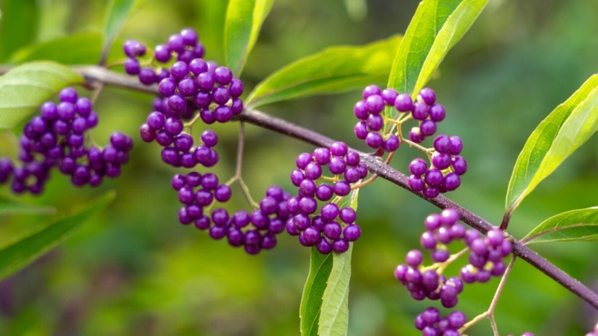 16 Native Plants That Beat the Heat & Drought 4 16 Native Plants That Beat the Heat & Drought - beauty berry ss2382498521