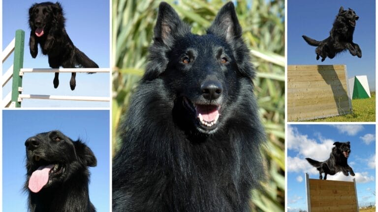 The Unsung Heroes Behind India's Elite Security Force 9 The Unsung Heroes Behind India's Elite Security Force - belgian sheepdog dp2361696