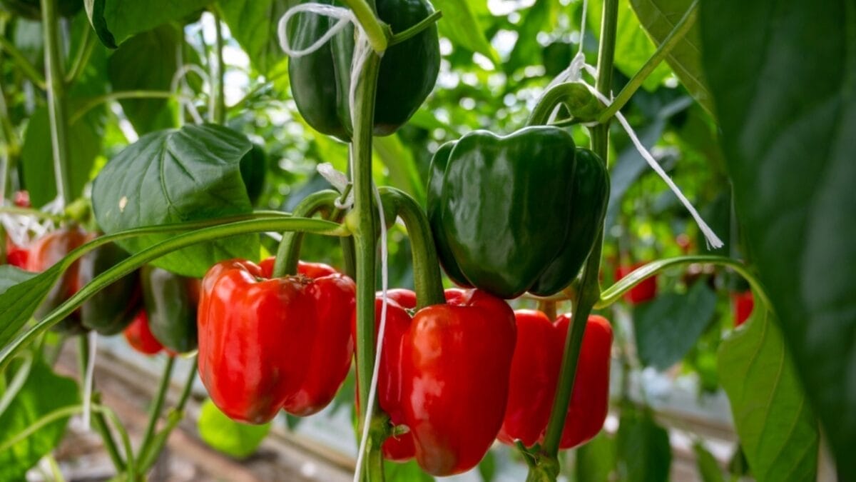 EWG’s 2024 Fruit & Veggie Dirty Dozen (Highest in Pesticides) & Clean 15 Lists - bell pepper ss2290174821