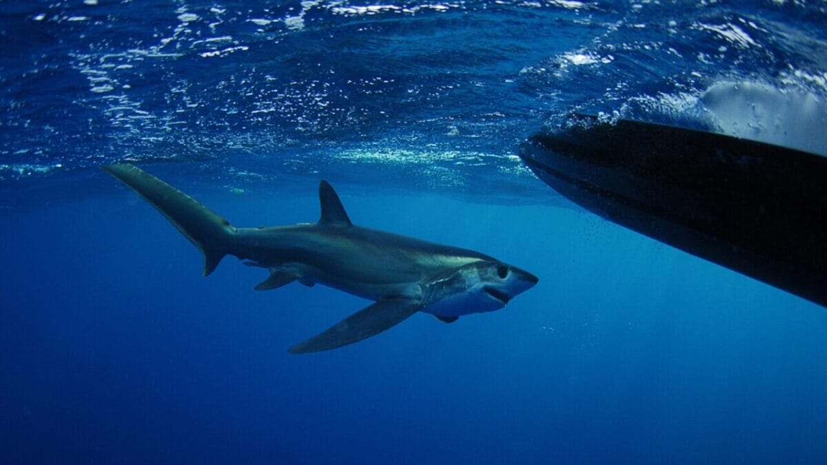19 Real Sharks That Look Like They Belong in Science Fiction 15 19 Real Sharks That Look Like They Belong in Science Fiction - bigeye thresher shark dp19718649