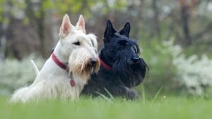 10 Things Every Future Scottish Terrier Dog Owner Should Be Aware Of 1 10 Things Every Future Scottish Terrier Dog Owner Should Be Aware Of - black and white scottish terrier dog sitting ss1498682531