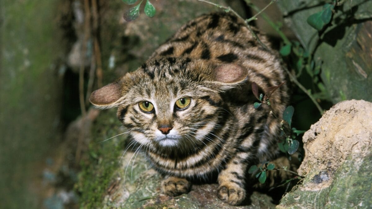 10 Majestic Wild Cats You've Never Heard of (But Will Never Forget) 9 10 Majestic Wild Cats You've Never Heard of (But Will Never Forget) - black footed cat dp346298436