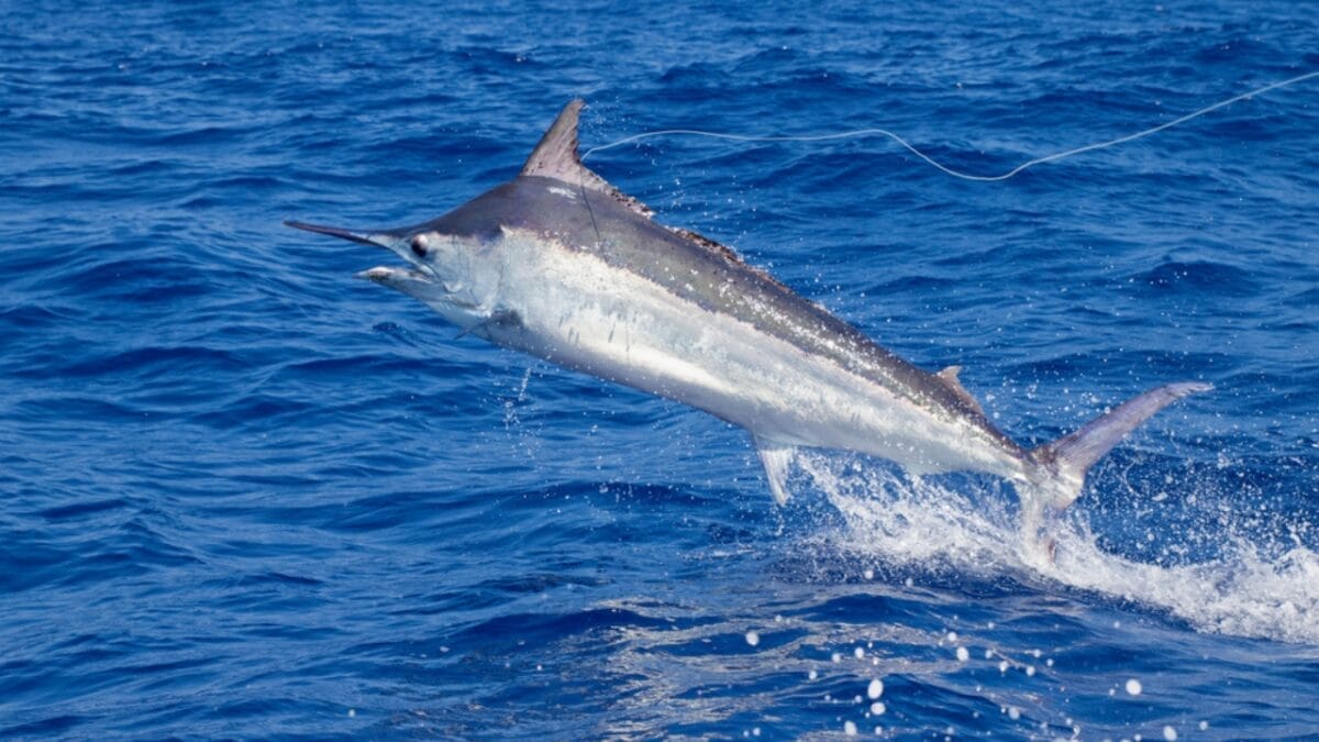 12 of the Fastest Animals in the World 9 12 of the Fastest Animals in the World - black marlin ss1615727926
