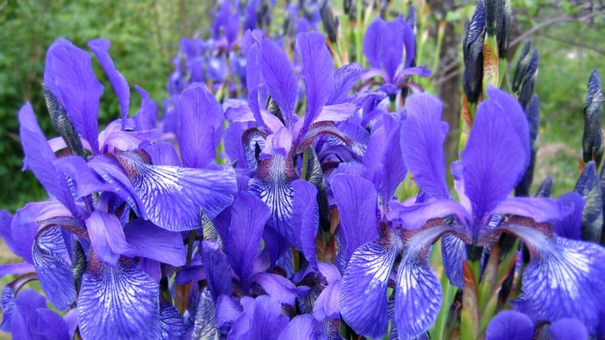 Bring Rare Blue Blooms to Your Garden With These Perennials 10 Bring Rare Blue Blooms to Your Garden With These Perennials - blue iris dp3023920