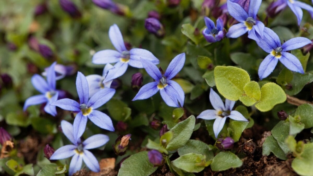 10 Grass Alternatives for a Greener Yard 8 10 Grass Alternatives for a Greener Yard - blue star creeper dp385515820