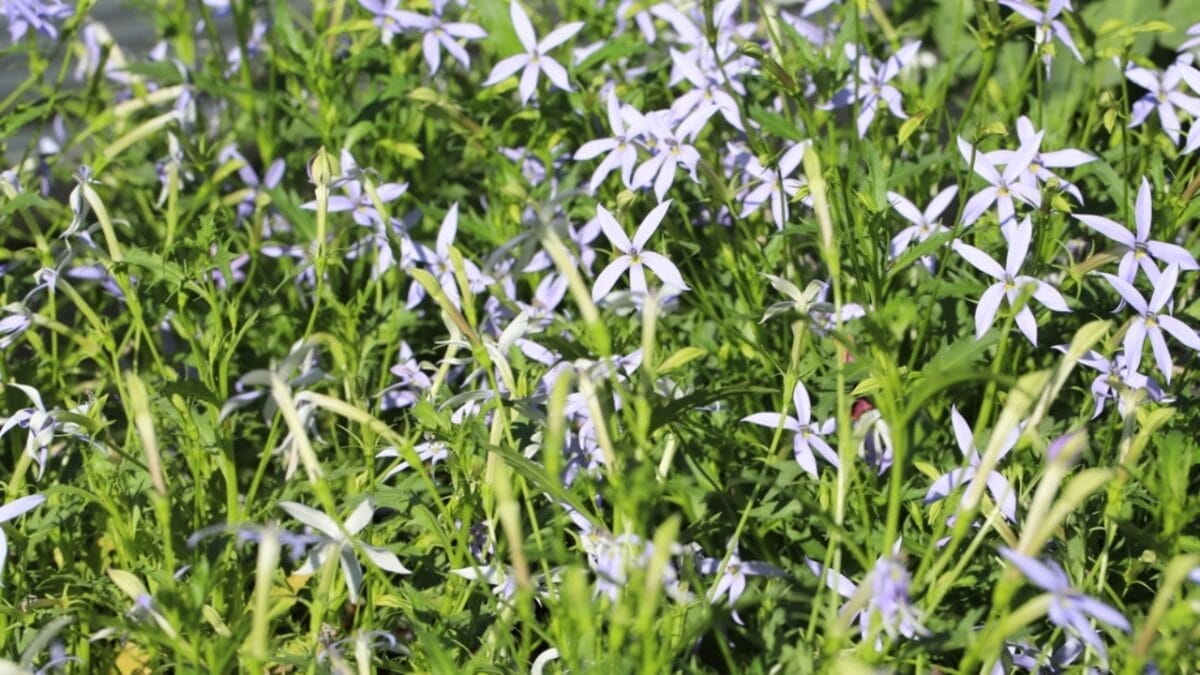 Say Goodbye to Weeds with These 15 Creeping Garden Path Plants 6 Say Goodbye to Weeds with These 15 Creeping Garden Path Plants - blue star creeper plant ss2176170759