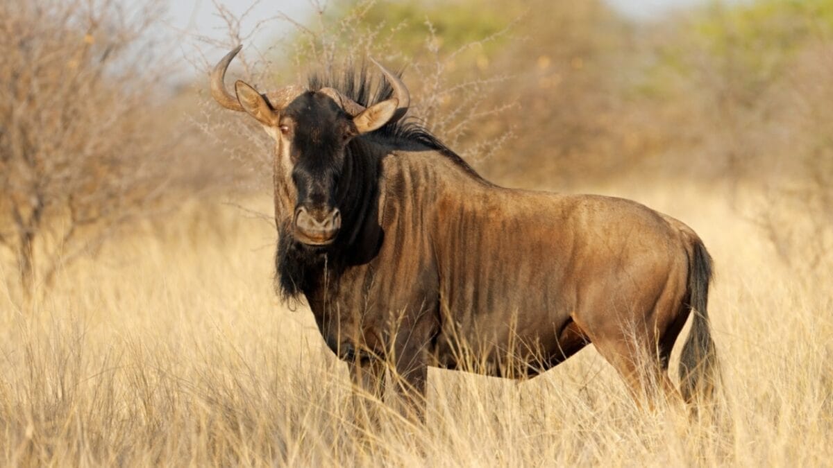 12 of the Fastest Animals in the World 7 12 of the Fastest Animals in the World - blue wildebeest ss2084576368