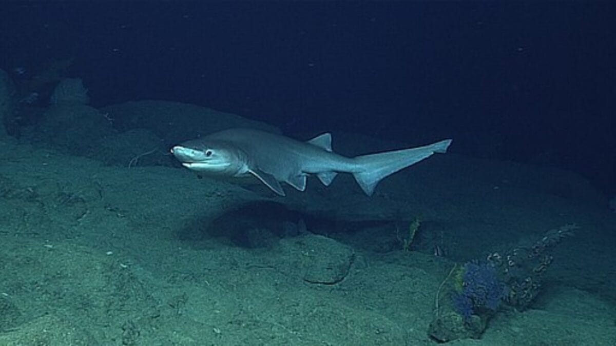 15 Shark Facts That Prove There's More to These Predators Than Meets the Eye 16 15 Shark Facts That Prove There's More to These Predators Than Meets the Eye - bluntnose sixgill shark wc