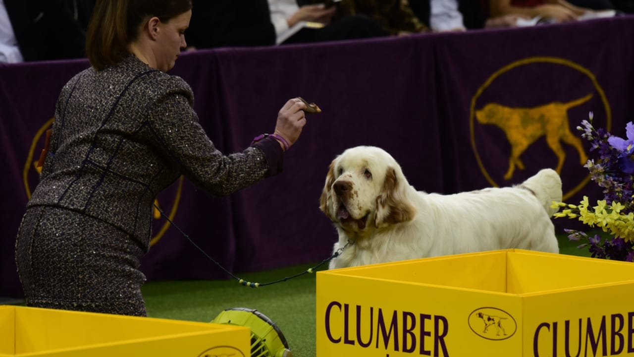 9 Irresistible Quirks of the Regal Clumber Spaniel 2 9 Irresistible Quirks of the Regal Clumber Spaniel - bond clumber spaniel ss584902204